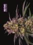 Page: - 68 | High Times