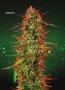 Page: - 70 | High Times