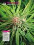 Page: - 120 | High Times