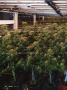 Page: - 18 | High Times