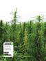 Page: - 20 | High Times