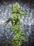 Page: - 67 | High Times