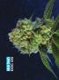 Page: - 68 | High Times