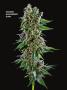 Page: - 70 | High Times