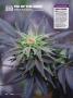 Page: - 122 | High Times