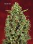 Page: - 67 | High Times