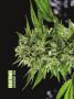 Page: - 68 | High Times