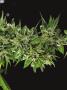 Page: - 69 | High Times