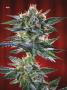 Page: - 70 | High Times