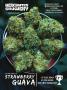 Page: - 87 | High Times
