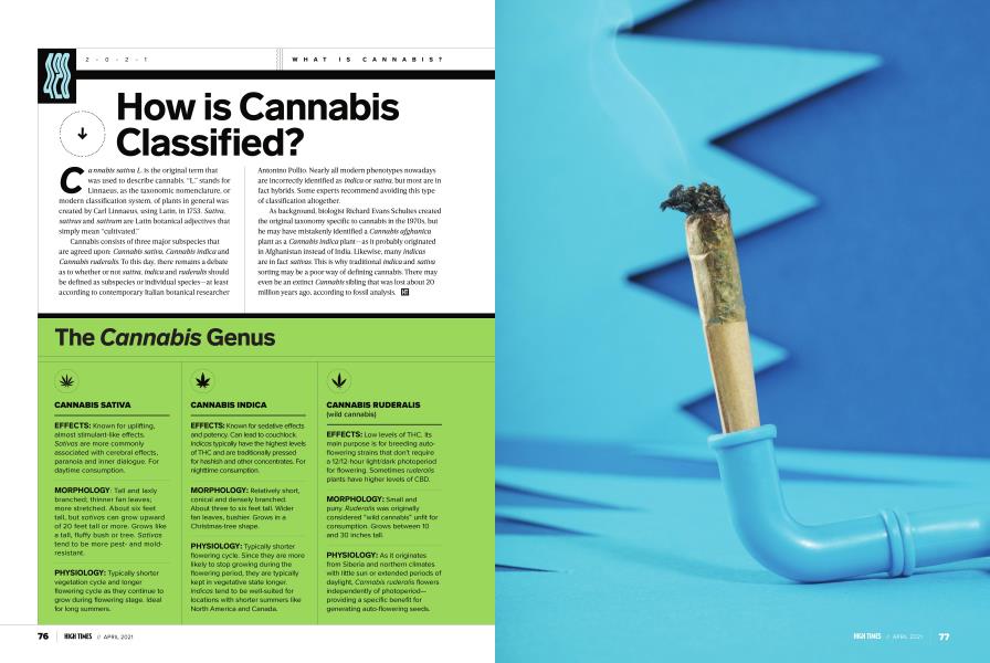 The Cannabis Genus
