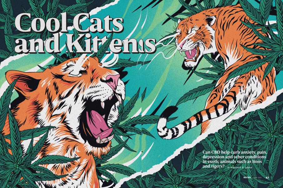 Cool Cats and Kittens