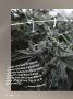 Page: - 46 | High Times