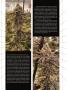 Page: - 52 | High Times