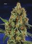 Page: - 67 | High Times