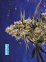 Page: - 68 | High Times