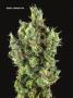 Page: - 70 | High Times
