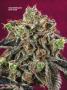 Page: - 67 | High Times