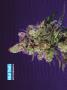 Page: - 68 | High Times