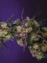 Page: - 69 | High Times