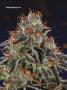 Page: - 70 | High Times