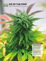 Page: - 64 | High Times