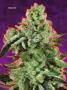 Page: - 67 | High Times