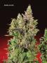 Page: - 70 | High Times