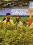 Page: - 95 | High Times