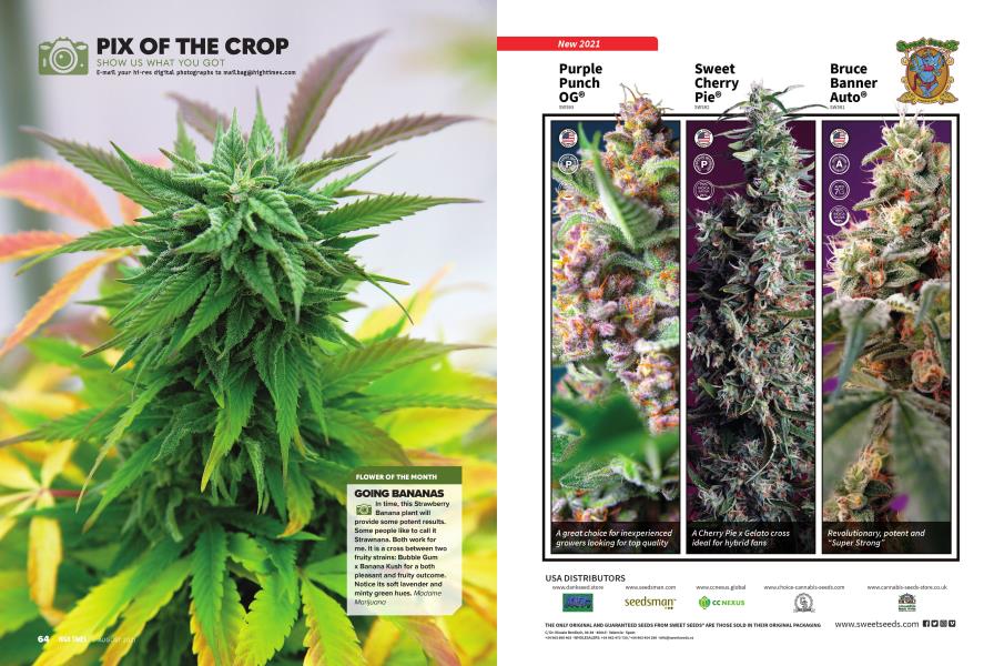 PIX OF THE CROP