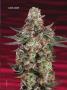 Page: - 67 | High Times
