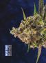 Page: - 68 | High Times
