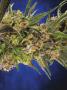 Page: - 69 | High Times