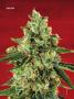 Page: - 70 | High Times