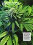 Page: - 72 | High Times