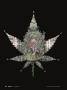 Page: - 78 | High Times