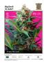 Page: - 19 | High Times