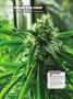 Page: - 64 | High Times