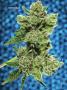 Page: - 67 | High Times
