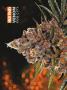 Page: - 68 | High Times