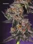 Page: - 70 | High Times