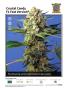 Page: - 13 | High Times
