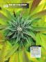 Page: - 64 | High Times