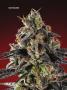 Page: - 67 | High Times