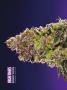Page: - 68 | High Times