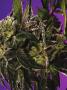 Page: - 69 | High Times
