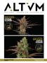 Page: - 113 | High Times