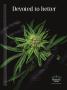 Page: - 29 | High Times