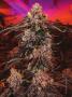 Page: - 51 | High Times