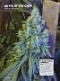 Page: - 64 | High Times